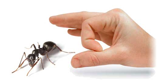 ant-control-services-in-dhaka