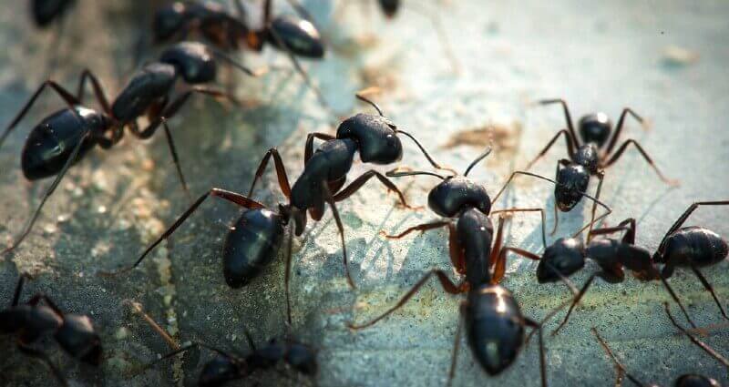 ant-control-services-in-dhaka