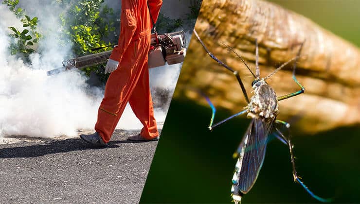 mosquitoes-control-services-in-dhaka