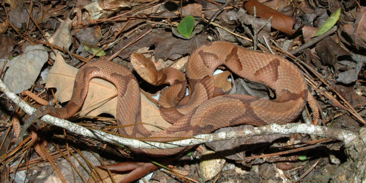 snake-control-services-in-dhaka