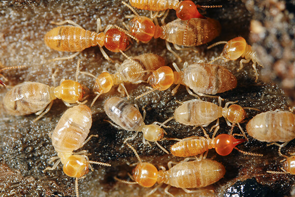 termite-control-services-in-bangladesh