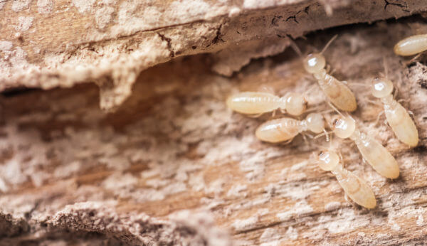 termite-control-services-in-bangladesh